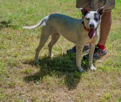 Adopt or foster Estelle