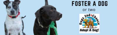 Foster a dog