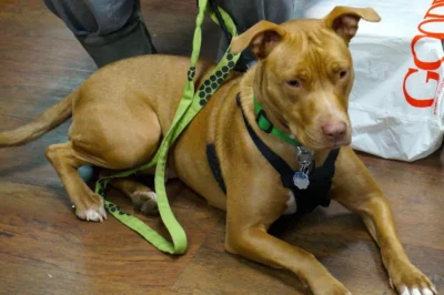 Light brown dog wearing leash and collar laying down in a pet store