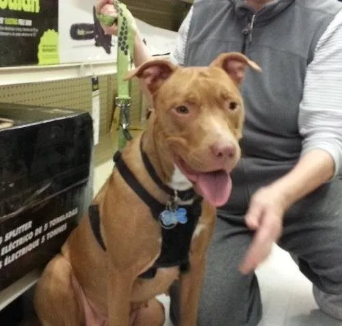 Adoptable Castaway-Goldie