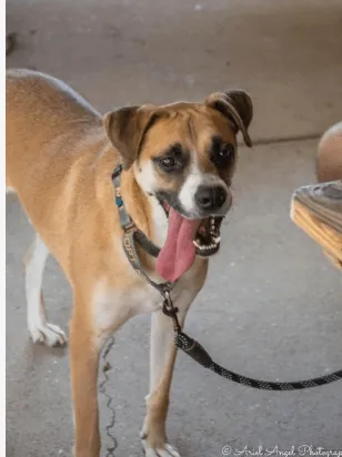 Adopt Hank