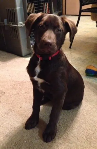 Brown dog with red collar sitting on the floor.