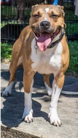 houston is dog of the month 4