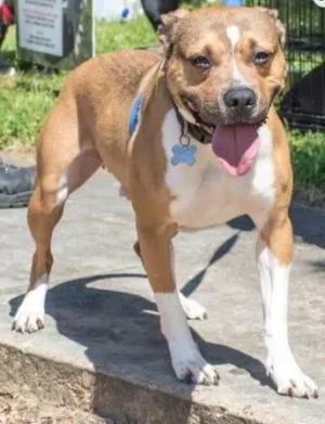 houston is dog of the month 4