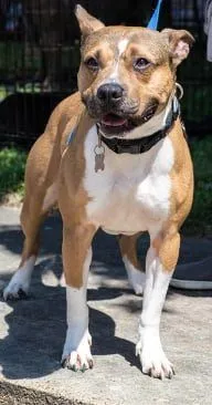 houston is dog of the month 4