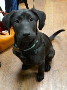 Jolly the sweet Lab.