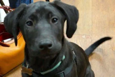 Black Lab puppy