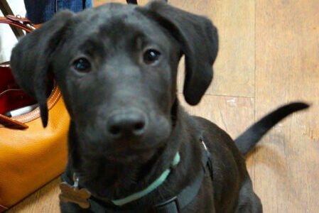 Jolly the sweet Lab.