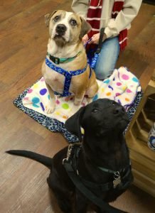 Jolly and Wyatt the dogs.