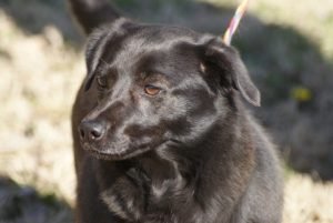 Kahula adoptable dog.