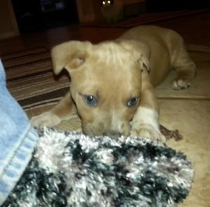 Kitty is an adopted dog