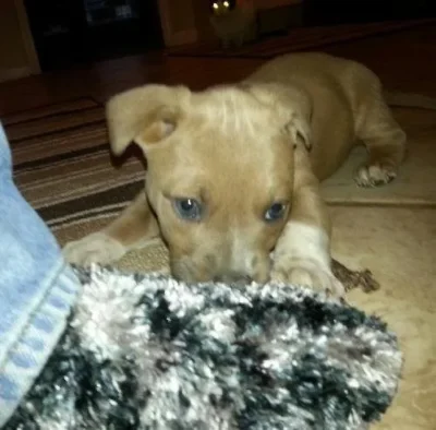 Kitty is an adopted dog