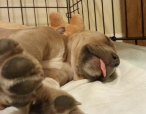kitty adoptable dog