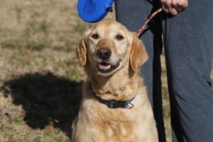 Ladybird, adopted dog