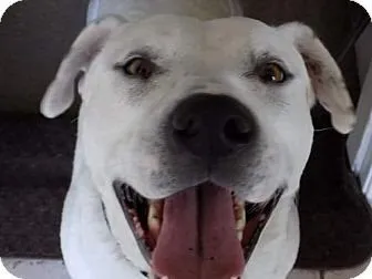 adopt dog linus tn, nh, ma, ct, pa, va