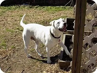 adopt dog linus tn, nh, ma, ct, pa, va