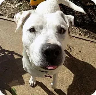 adopt dog linus tn, nh, ma, ct, pa, va