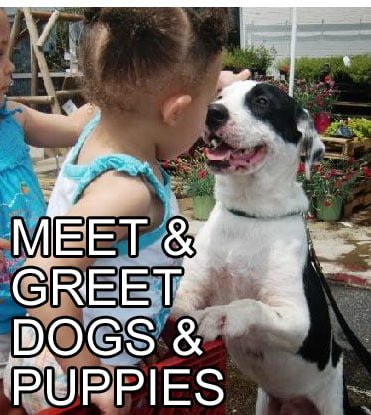MEET AND GREET DOGS AND PUPPIES