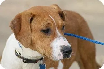 Molly the Beagle is available in TN, NH, NY, VT, CT, NJ, ME, PA, DC, and VA