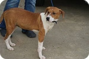 Tennessee dog: Molly the Beagle is available in TN, NH, NY, VT, CT, NJ, ME, PA, DC, and VA
