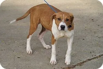 Beautiful Dog Adopt Me! Tennessee dog: Molly the Beagle is available in TN, NH, NY, VT, CT, NJ, ME, PA, DC, and VA