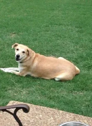 Momma Rosie dog available adoption