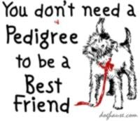 Adopt a lovable mutt