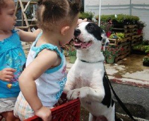 Oreo adoptable dog