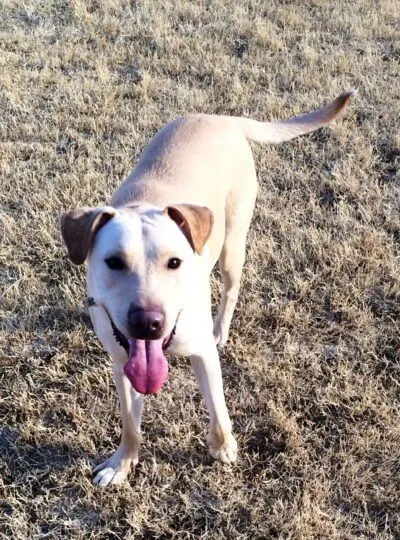 Tan dog outside with tongue out