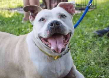 Adopt Pera the dog