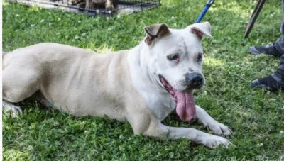 Adopt Pera the dog