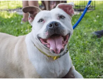 Adopt Pera the dog