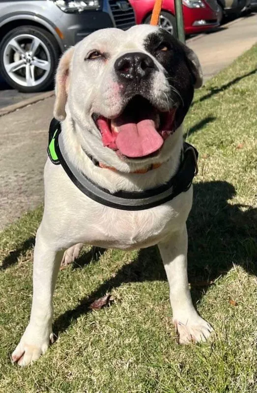 Petey is Dog of the Month!