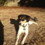 Dalton, rescued by Dogs 2nd Chance, adopted by Chloe
