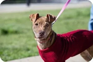 adoptable dog Massachusetts, Tennessee