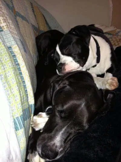 We provide microchips for dogs.