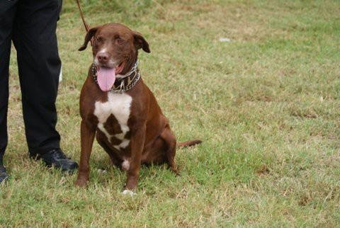 Adoptable Dog Ray Ray is a Labrador Retriever