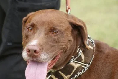 Ray Ray the Chocolate Lab is Ready for Adoption