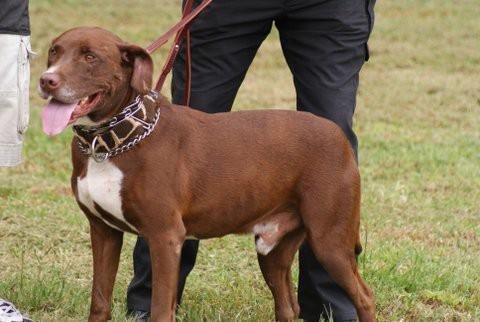 Adopt Ray Ray the Dog