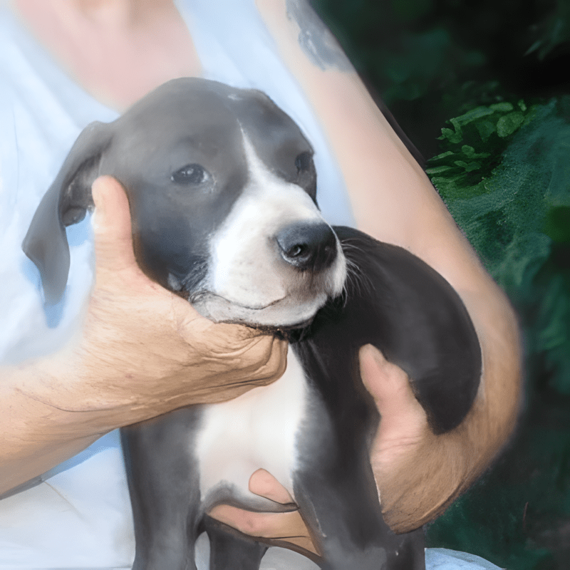 Rocsanne, a dog available for adoption through Dogs 2nd Chance