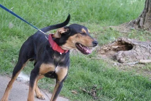 Saylor dog available for adoption TN, NY, NH, ME, CT, VT, NJ, PA, VA