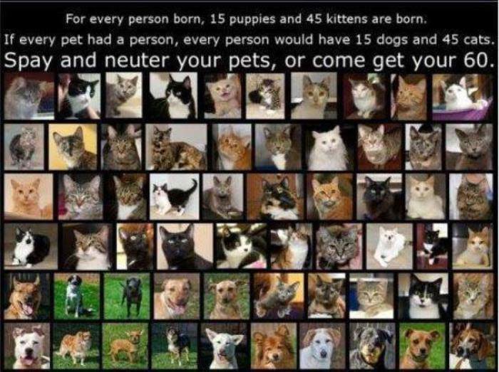 Spay Neuter