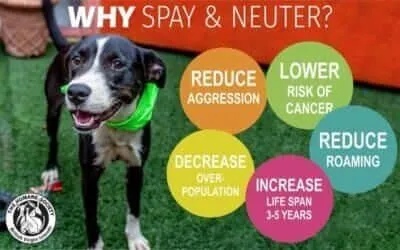 Adoptable dog promoting spay and neuter benefits for dogs.