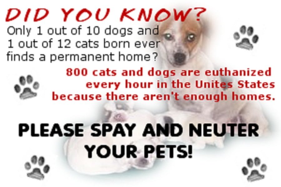 Spay and neuter