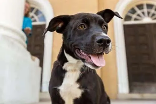 Spirit is November Dog of the Month