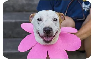 Adopt dog Sunny