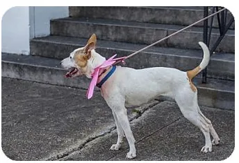 Adopt dog Sunny