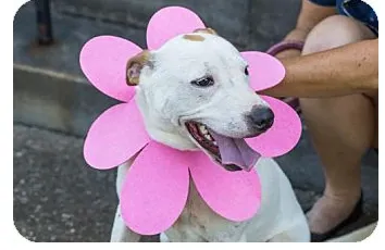 Adopt dog Sunny