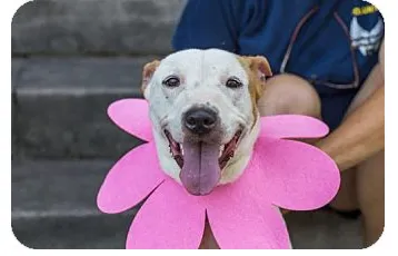Adopt dog Sunny