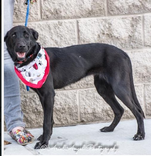 Tipper Dogs of the Month